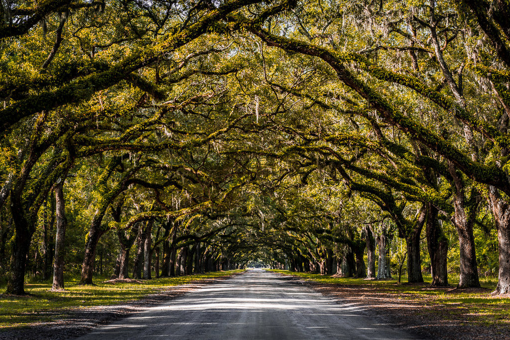  Landscape Travel Photography - Savannah GA Oak Avenue